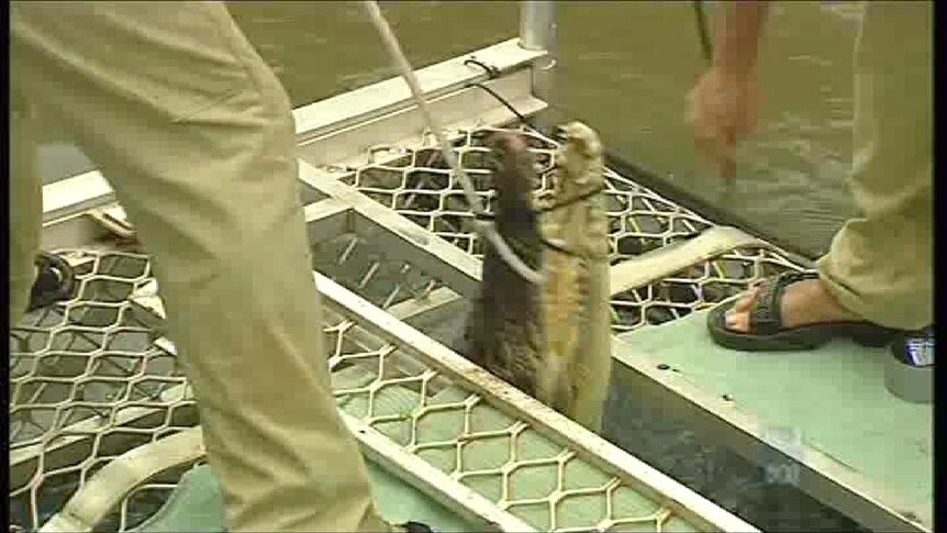 Crackdown on croc trap tamperers