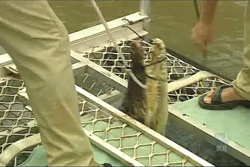 Crackdown on croc trap tamperers