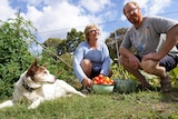 A middle-aged couple crouch down with tomatoes and a large pumpkin from their backyard alongside their dog.