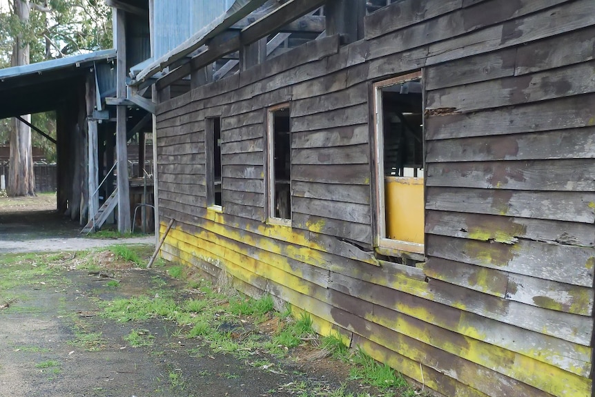 An old forestry hut stands derelict among tuart trees