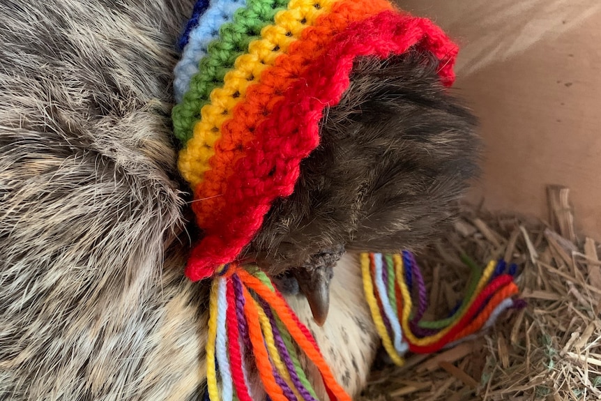 A silkie bantam that is broody is seen wearing a rainbow crochet hat with matching tassels while sitting in a nesting box.