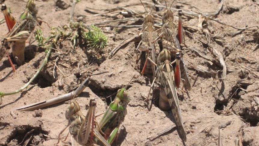 Large insects with their abdomens in dry soil.