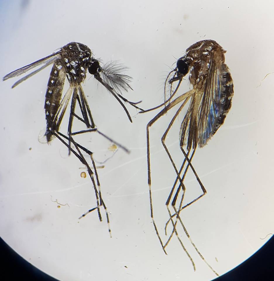 A male mosquito with a set of fluffy antennae and a female, with less hairs on her antennae. Both have long mouth parts