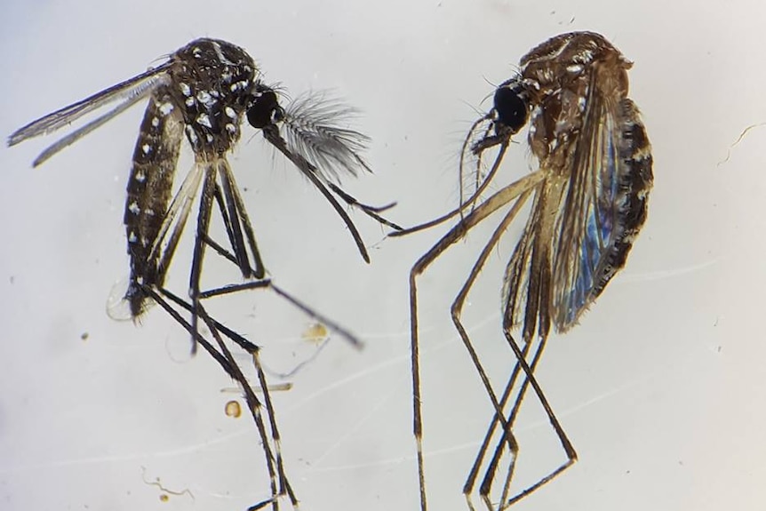 A male mosquito with a set of fluffy antennae and a female, with less hairs on her antennae. Both have long mouth parts