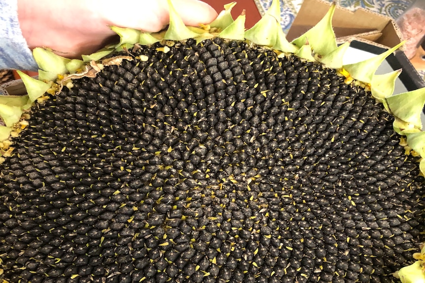giant sunflower sunflower story