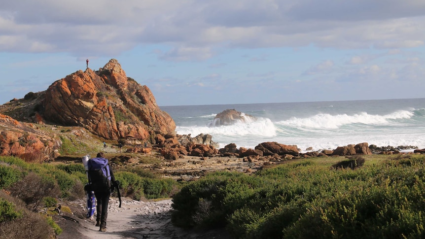 A hiker walks along a track in the Arthur Pieman Conservation Area on Tasmania's north-west coast.