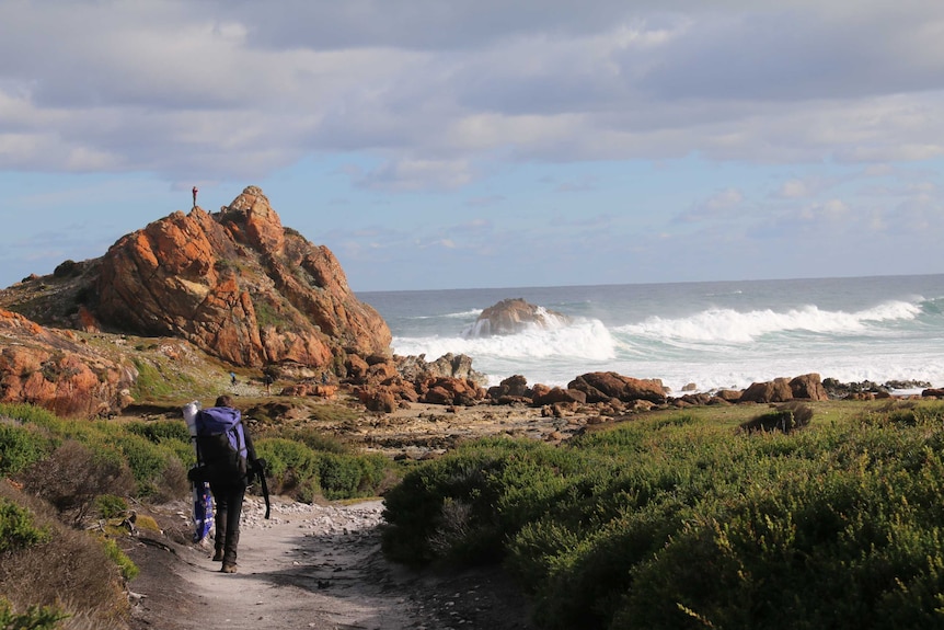 A hiker walks along a track in the Arthur Pieman Conservation Area on Tasmania's north-west coast.