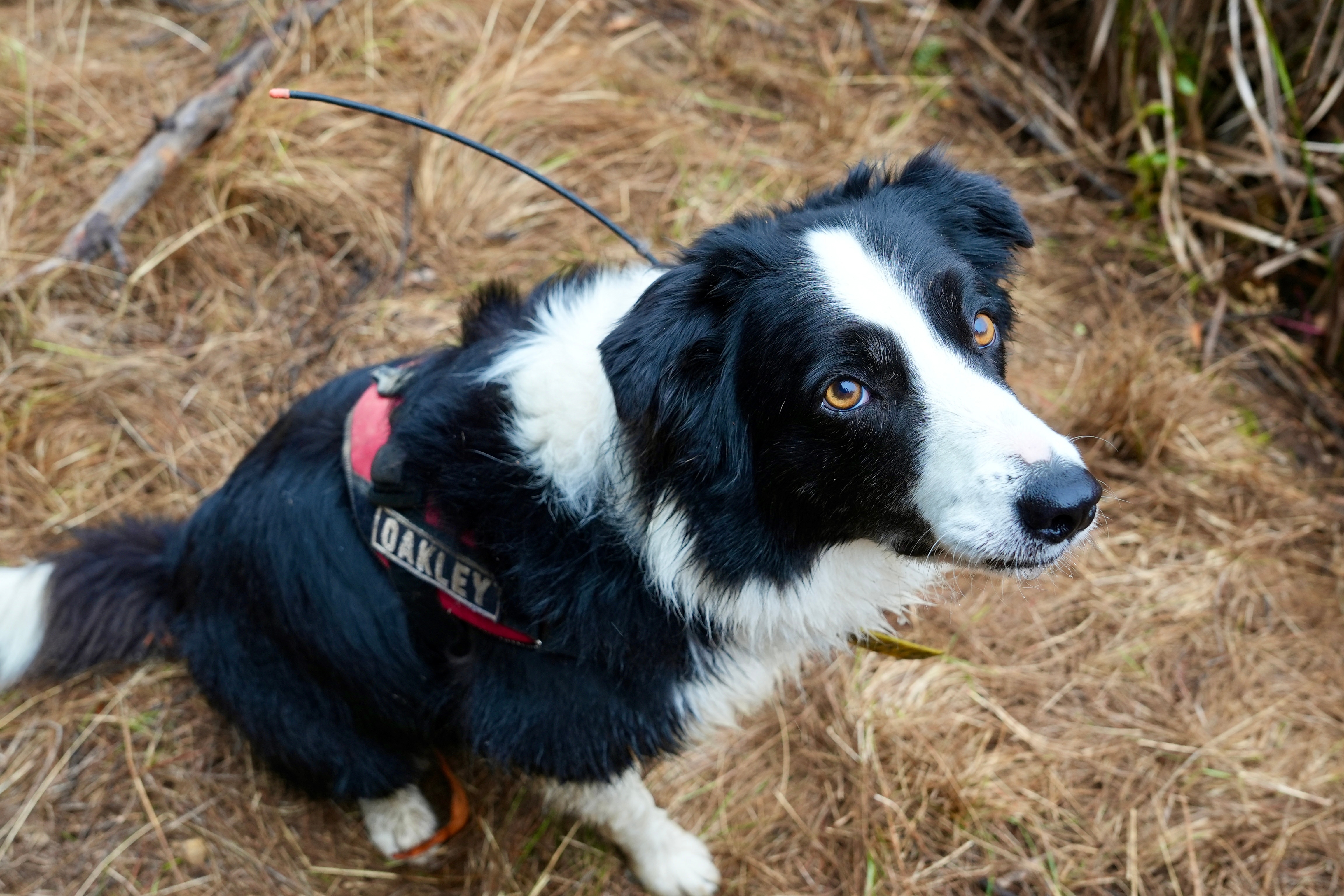 A sitting dog looks up at the camera.