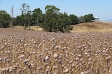 Tasmanian poppy fields near Longford