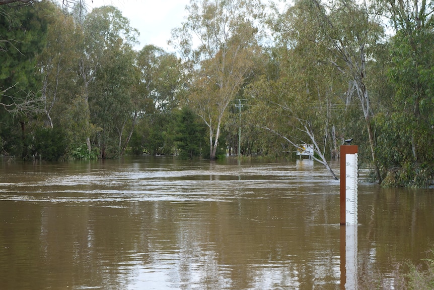 Floodwaters at the Murrumbidgee River slowly recede