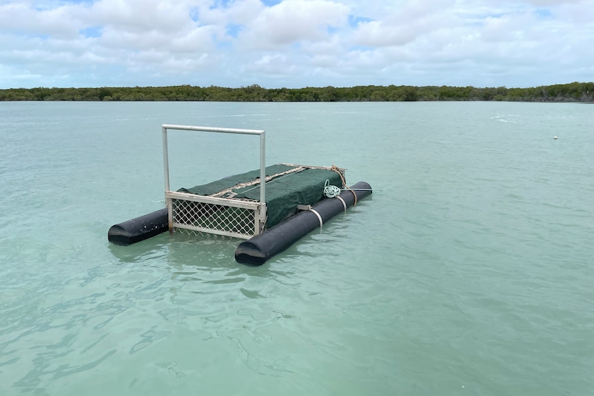 A crocodile trap in the water