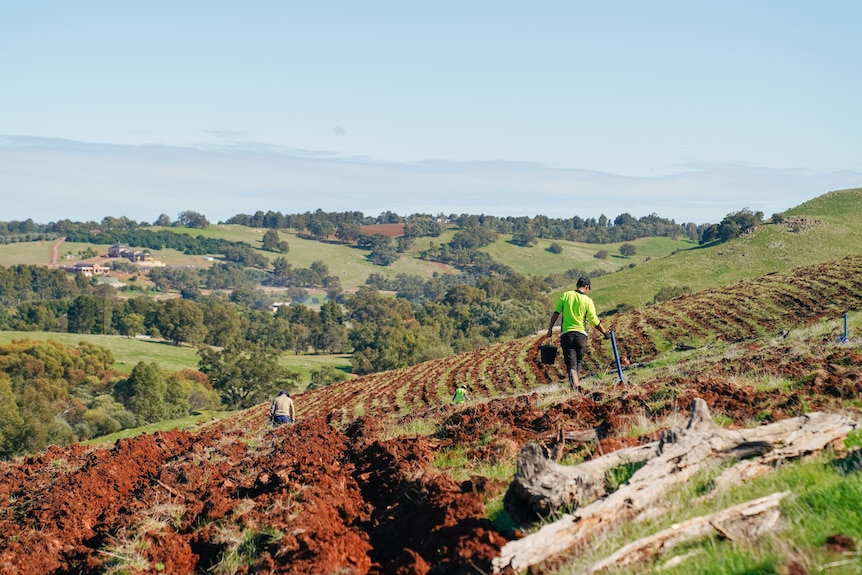 wide shot of rolling hills and workers planting native seedlings