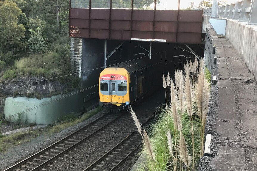 train on railway line with pampas grass in foreground
