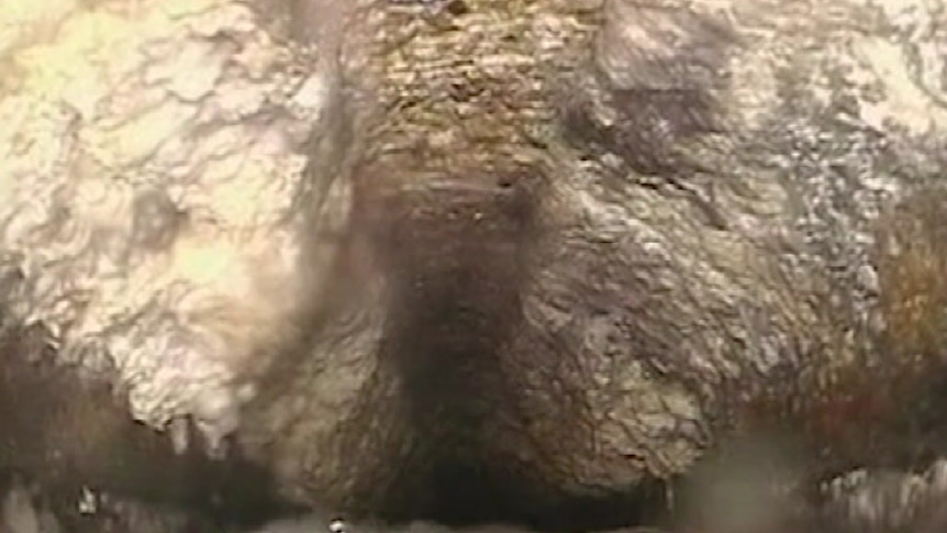 Fatbergs in Brisbane's sewers caused by oils and fats.