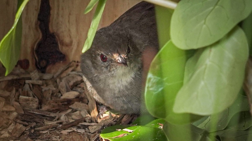 A small brown bird peeks around the corner of some green leaves.
