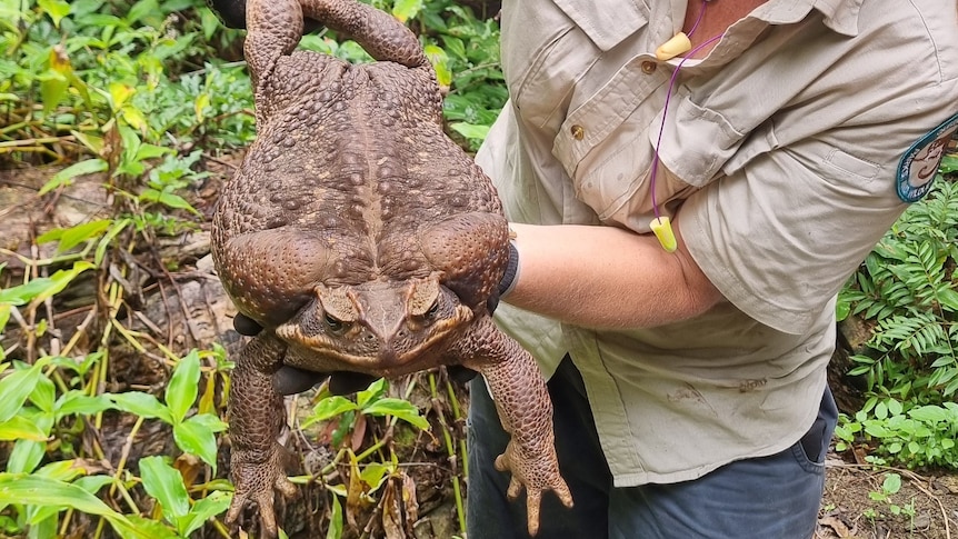 a woman in gloves holds a large cane toad by its feet