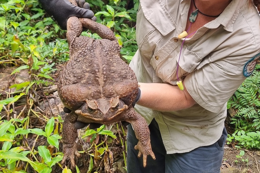 a woman in gloves holds a large cane toad by its feet