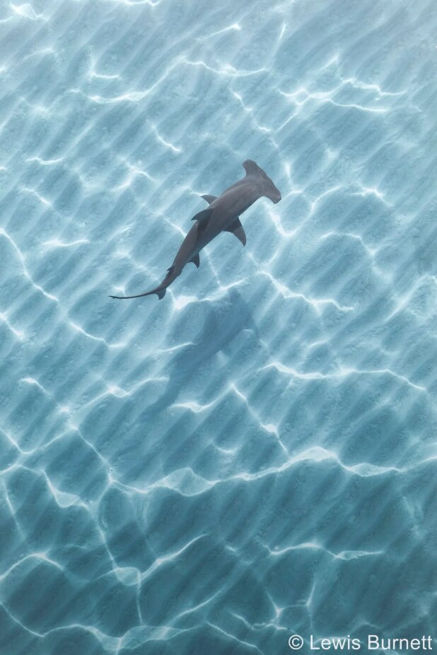 Great hammerhead shark picture 