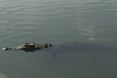 A crocodile in a billabong.