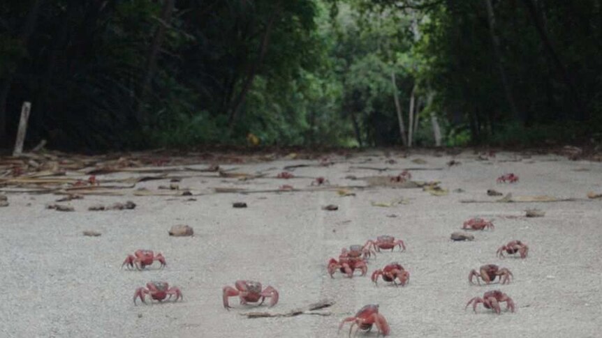 tiny crabs scuttling up the sand and through the forest