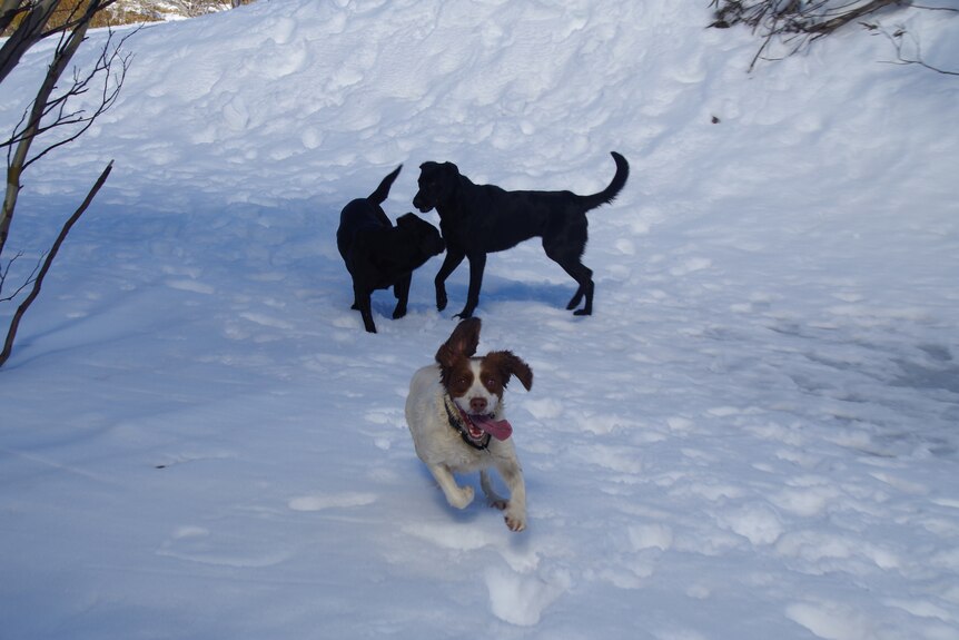 Two black dogs play in the snow and one white dog with brown ears runs towards the camera with tongue out