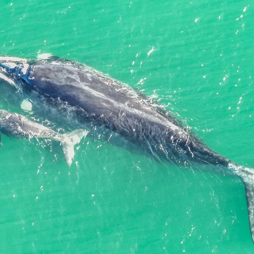 An image looking down on a whale and a small calf swimming in clear water in a river.