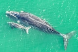 A pair of whales – a mother and calf – in shallow water, as seen from above.