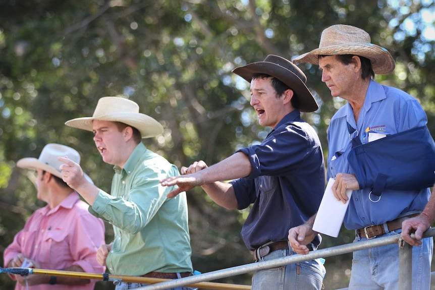 A cattle auction underway at the Mareeba Saleyards.