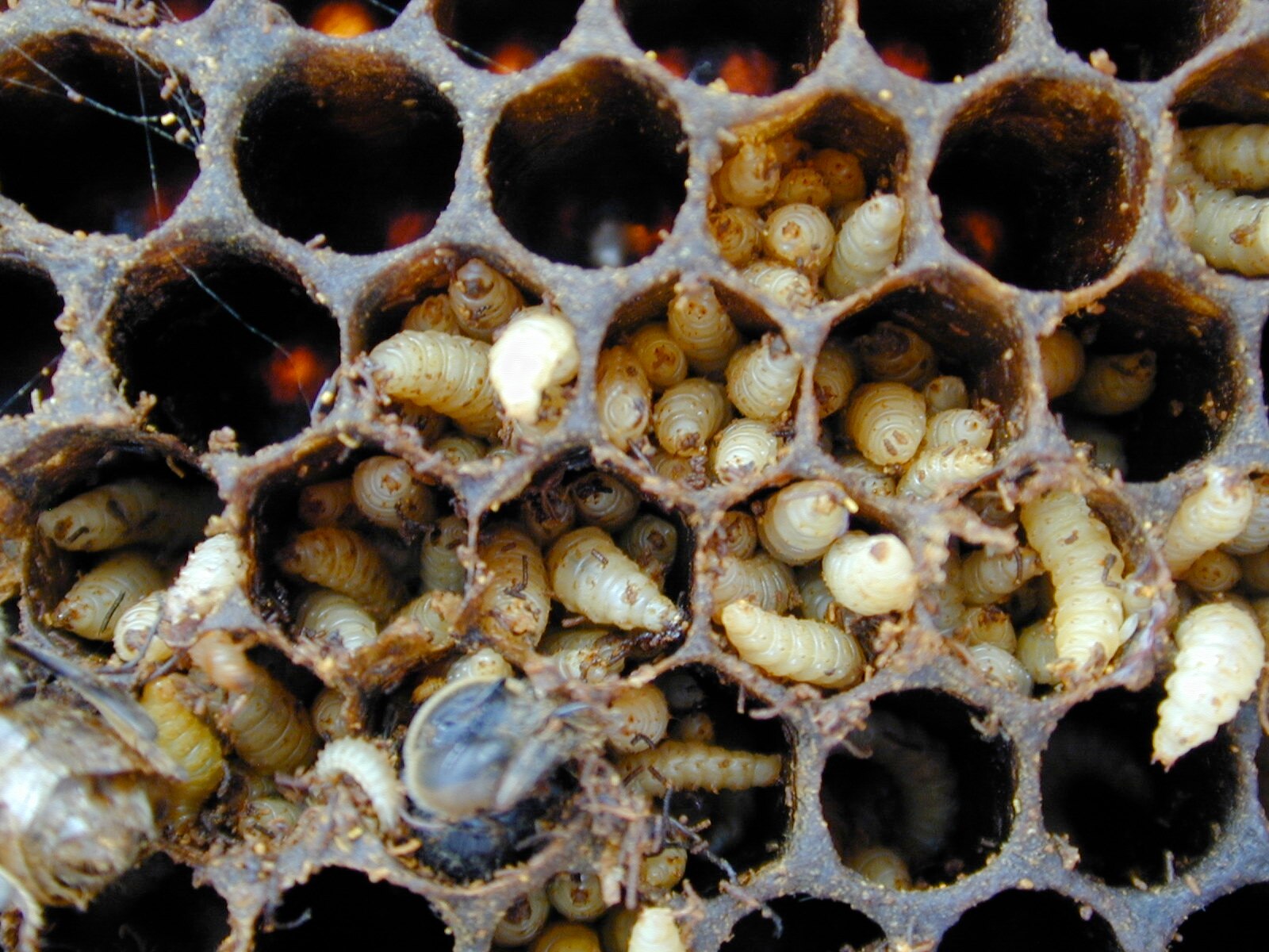 Трехдневный расплод пчел. Яйца пчел расплод матка. Яйца пчел расплод матка. Трутневый расплод у пчел. Трутневый расплод.