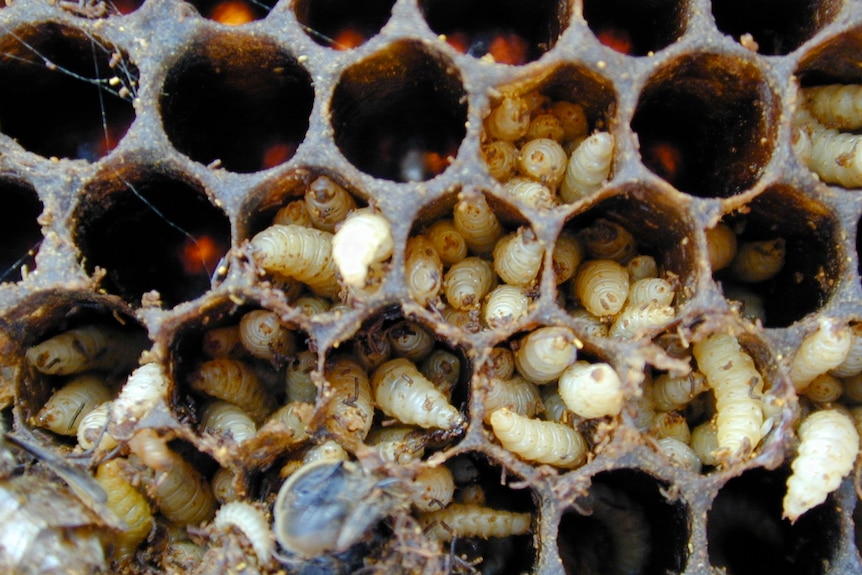Small Hive Beetle larvae
