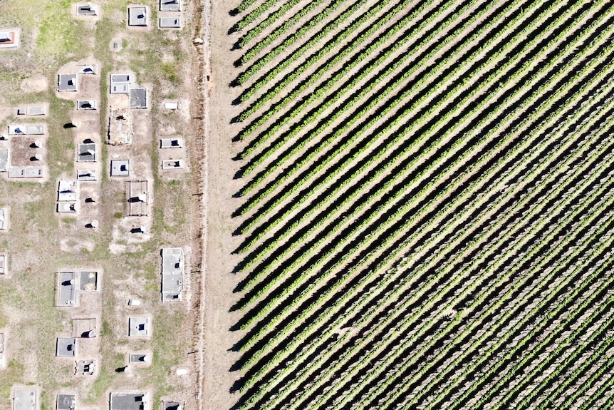 A picture of vineyards and a cemetery from above.