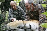 Vladimir Putin, left, helps scientists put on a collar on a tiger
