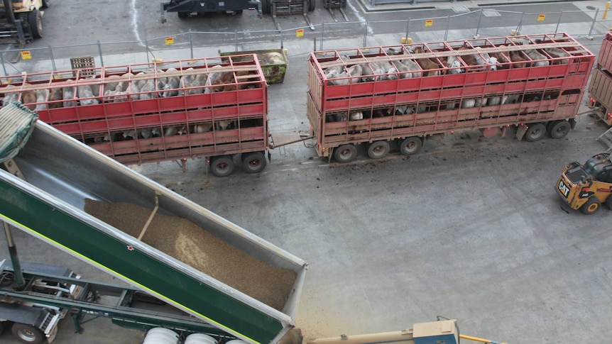 Live export cattle on trucks alongside a trailer dispensing stock feed at the Townsville Port.