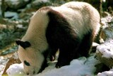 Giant panda in China's panda reserve