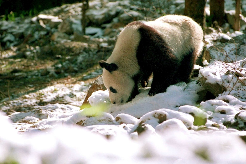 Giant panda in China's panda reserve
