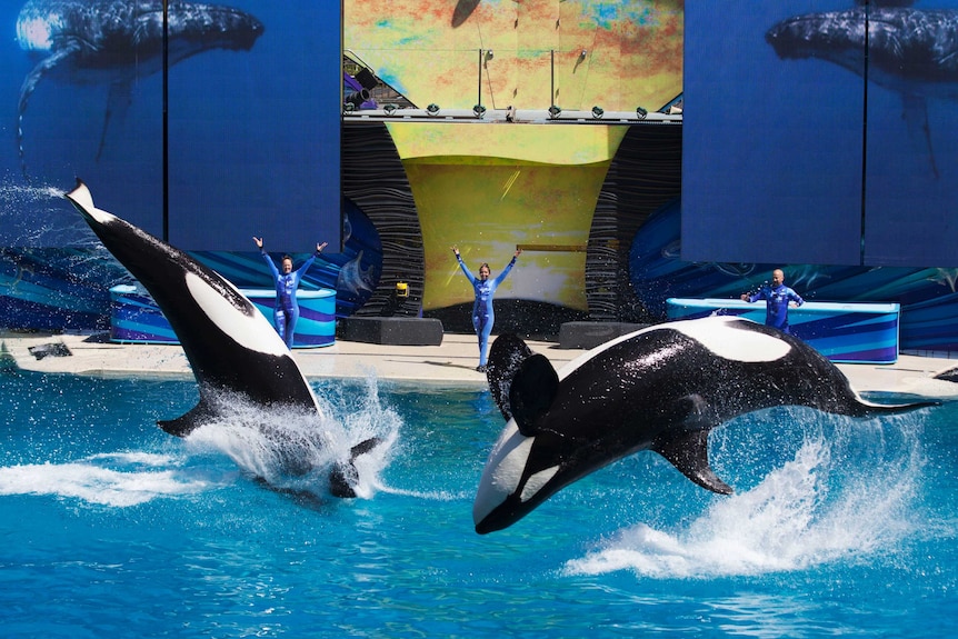 Trainers have Orca killer whales perform for the crowd
