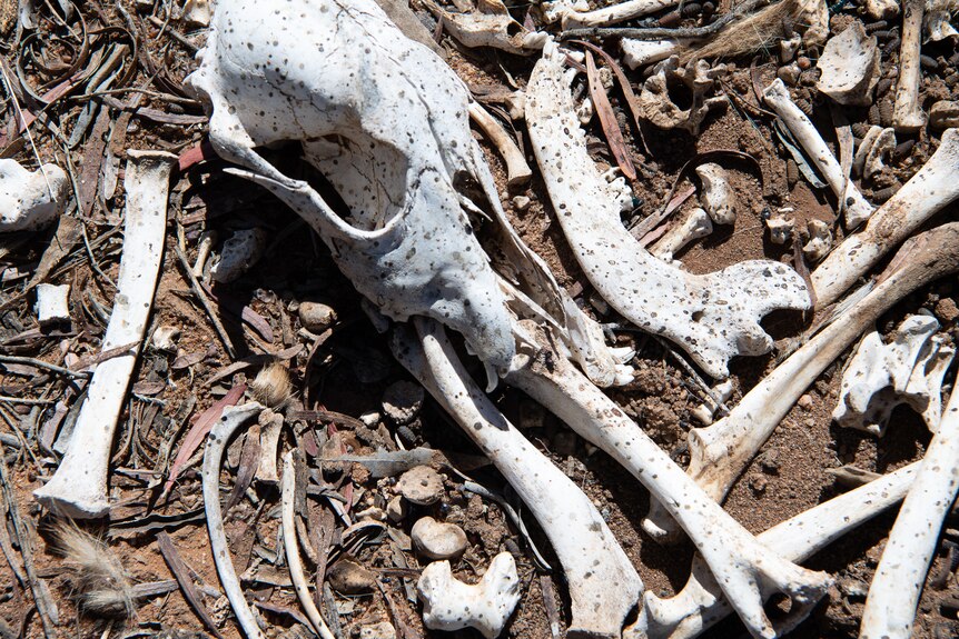 A white skull speckled with dust is on the ground, surrounded by other bones.