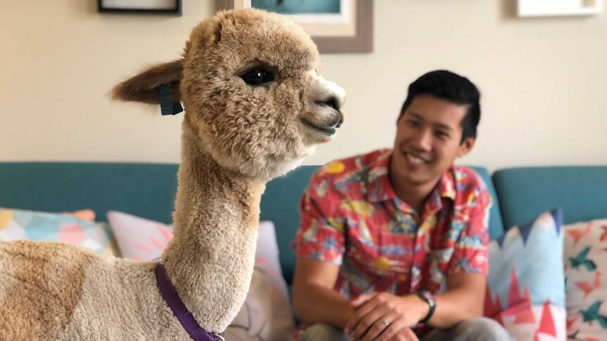 An alpaca stands in a lounge room with its owner Jeff Cheng sitting in the background