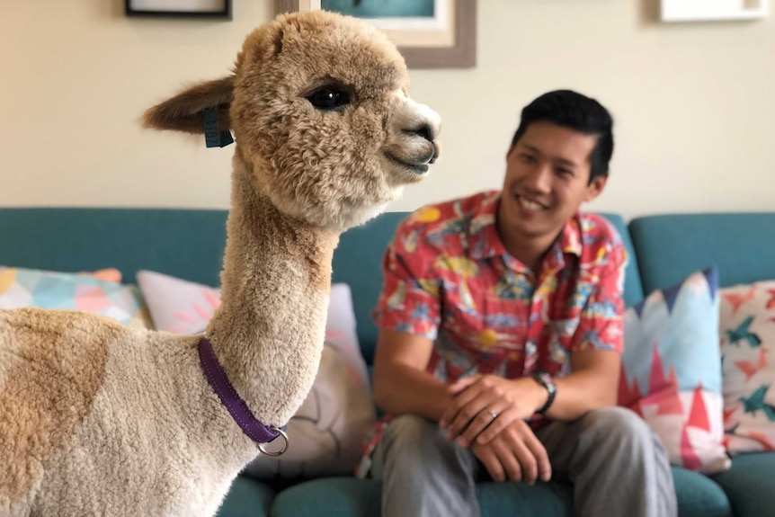 An alpaca stands in a lounge room with its owner Jeff Cheng sitting in the background