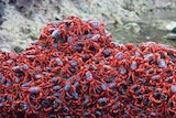 Red crabs cluster on a rocky outcrop on Christmas Island