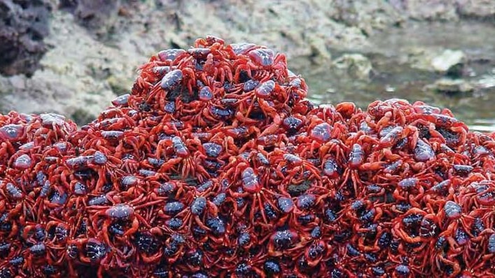 Red crabs cluster on a rocky outcrop on Christmas Island