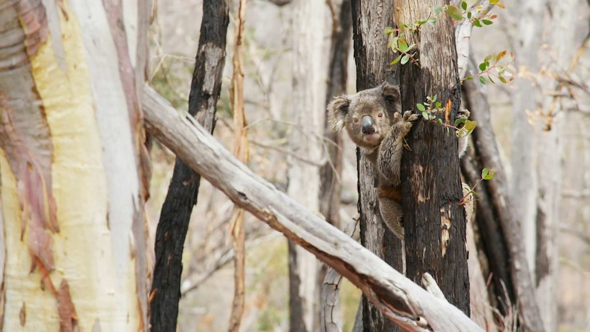 Koala in a tree surrounded by bushfire affected environment