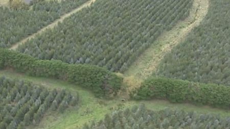 Forestry plantation