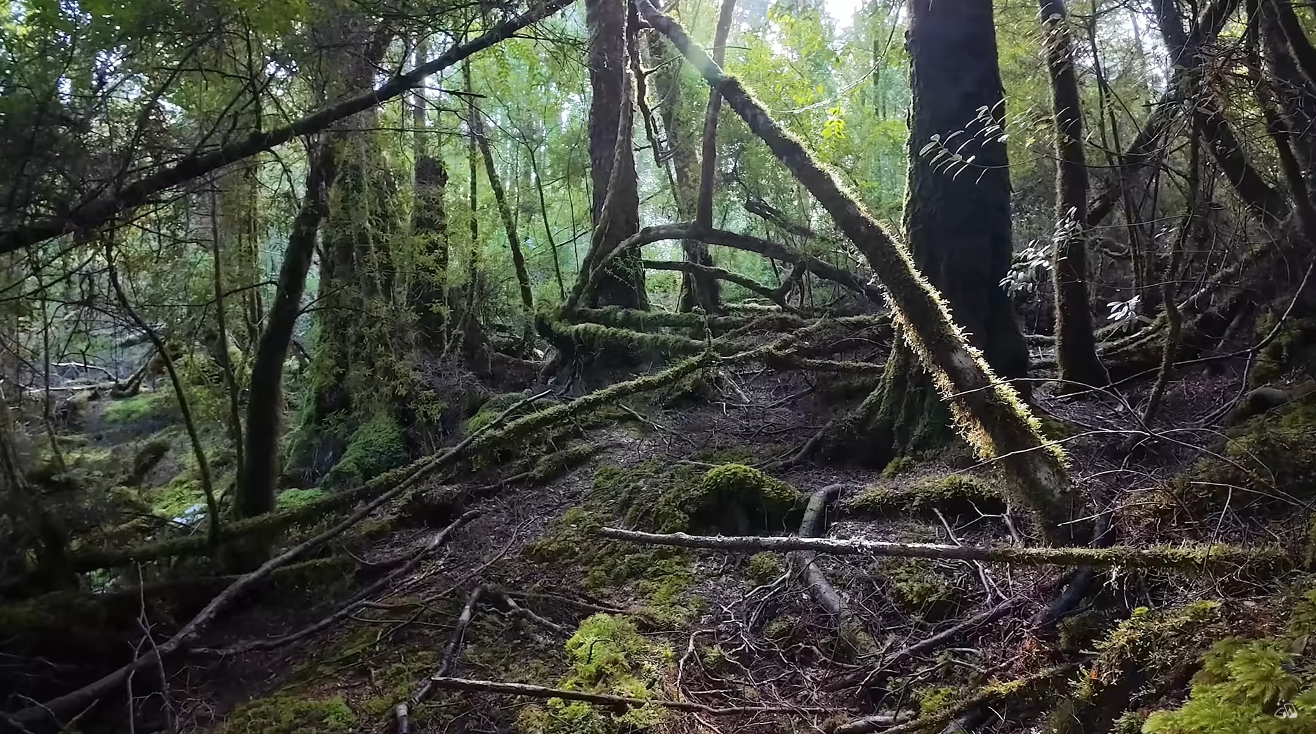 An area of forest with moss-covered logs and boulders