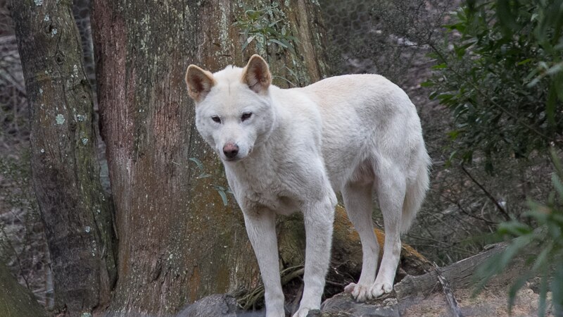 A white coloured dingo stands on a rock with bush in the background