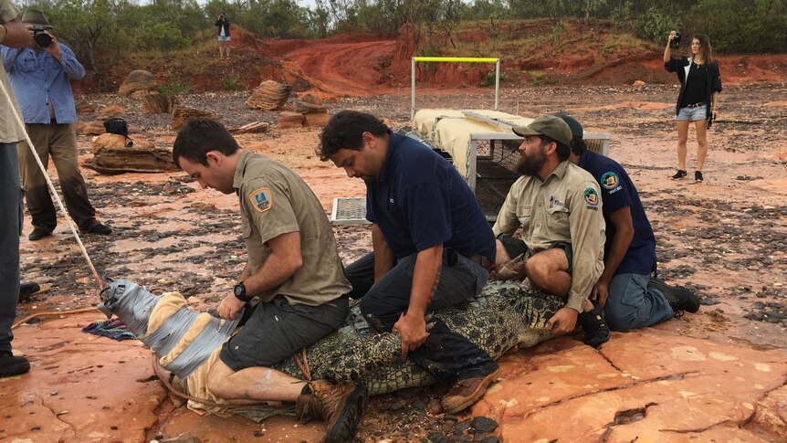 Department of Parks and Wildlife officers sit on a crocodile which has its mouth taped.