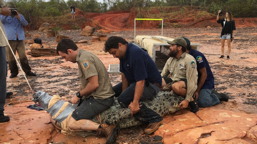 Department of Parks and Wildlife officers sit on a crocodile which has its mouth taped.