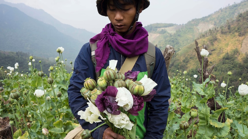 La culture de l’opium au Myanmar a bondi de 33% dans un contexte de violence, selon l’ONU