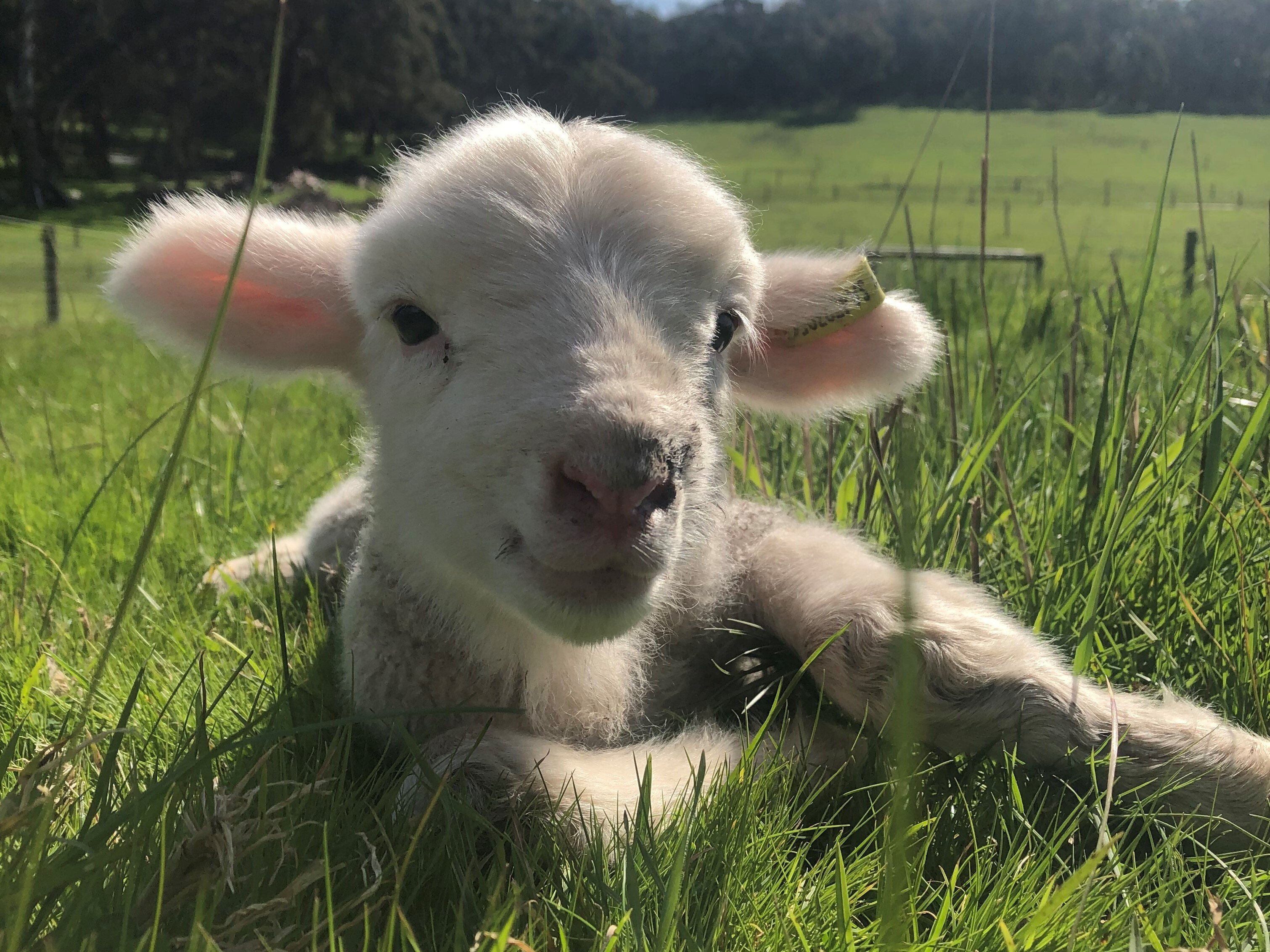 Record-breaking week for red meat. How much higher can prices go 