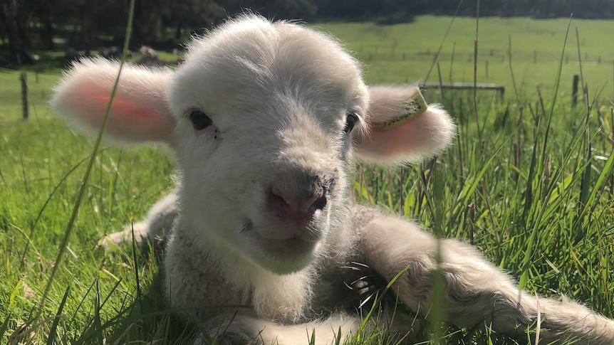 a young lamb sitting in green grass.